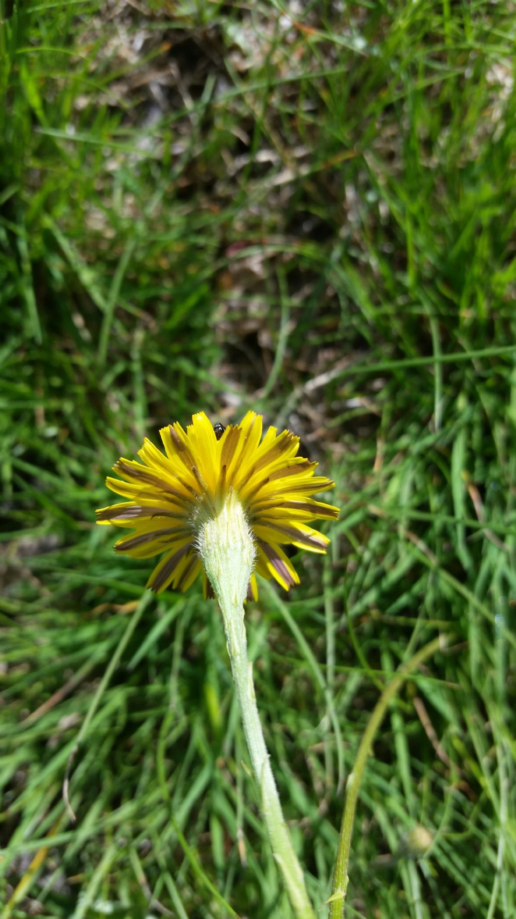 Scorzoneroides cichoriacea / Dente di leone cicoriaceo